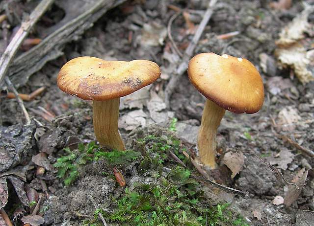 Cortinarius spec. Cod.:2392-7